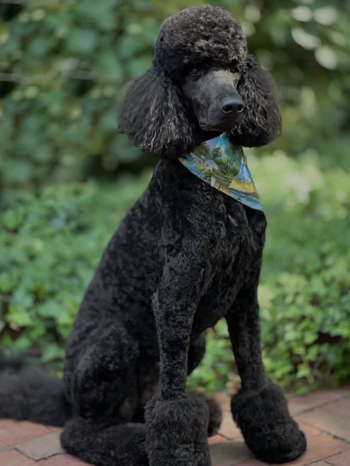 Freshly groomed black poodle